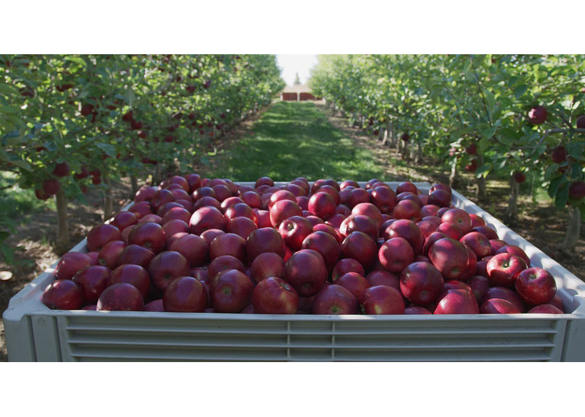 Stemilt Growers looks for expanded bag promotions for 2022 apple crop The Packer